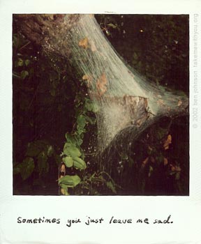 polaroid