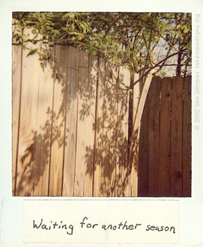 polaroid