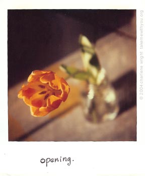 polaroid