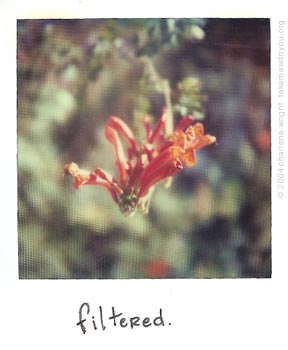 polaroid